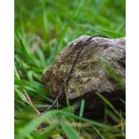 FOX EDGES NATURALS COPPER-CORE - Fonott Előkezsinór